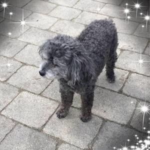 Meet your Posher, Peggy